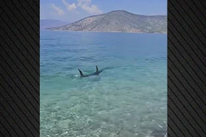 Τεράστιο ψάρι εμφανίστηκε στα ρηχά παραλίας στην Ψάθα