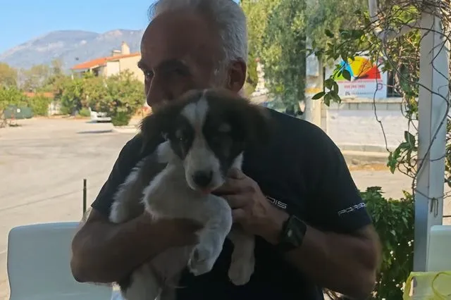 Ένα μικρό “θαύμα” μέσα στις φλόγες – Ο Μπρούνο, το κουτάβι, που γλίτωσε από τη φωτιά