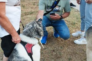 Πρόστιμα για βόλτα χωρίς λουρί και άλλες παραλείψεις σε δεσποζόμενα ζώα από την αστυνομία