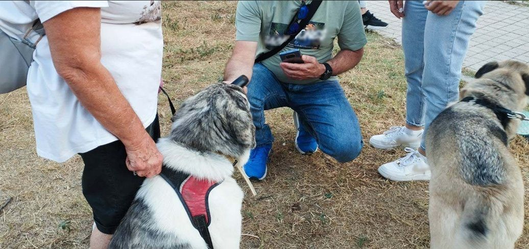 Πρόστιμα για βόλτα χωρίς λουρί και άλλες παραλείψεις σε δεσποζόμενα ζώα από την αστυνομία