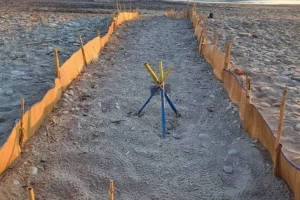Χανιά: Ήθελαν να κάνουν beach party σε παραλία με φωλιές χελώνας καρέτα καρέτα – Η παρέμβαση του ΑΡΧΕΛΩΝ