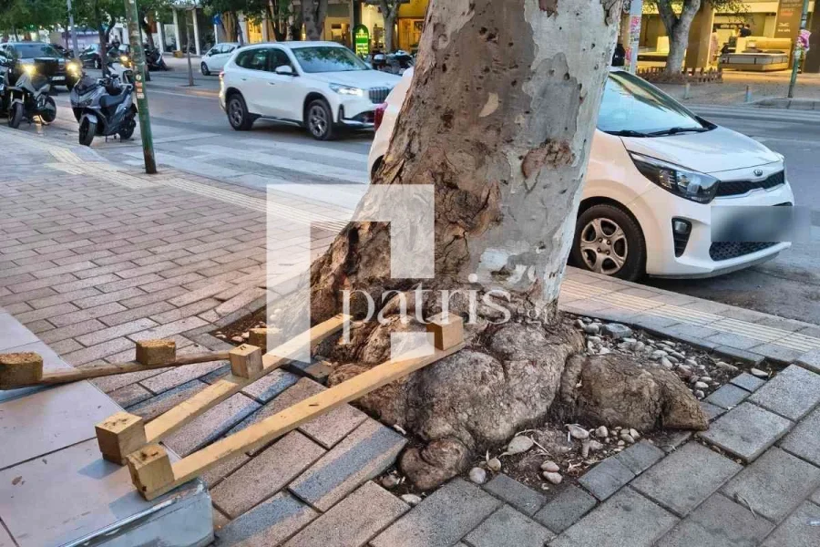 Αγωνία για το γιγαντόσωμο δέντρο στη Λεωφόρο Δημοκρατίας – Ζητούν άμεσο έλεγχο από τον Δήμο (pics)