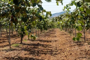 Ηράκλειο: Μεγάλες καταστροφές στα αμπέλια από τις βροχές – Ζητούν αποζημιώσεις οι παραγωγοί