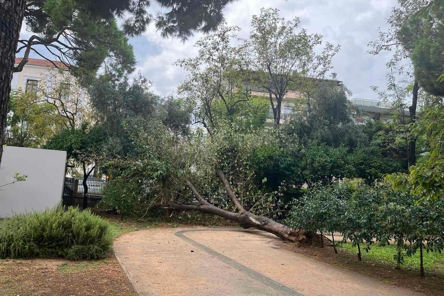 Πτώση δένδρου στο Δημοτικό Κήπο Χανίων – Από τύχη δεν υπήρξε τραυματισμός