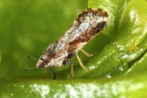 Αυξημένη ετοιμότητα και επαγρύπνηση για την προστασία των εσπεριδοειδών από την εμφάνιση του εντόμου Diaphorina citri