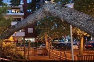 Εισαγγελική έρευνα για την πτώση δέντρου σε πάρκο στην Καλαμαριά