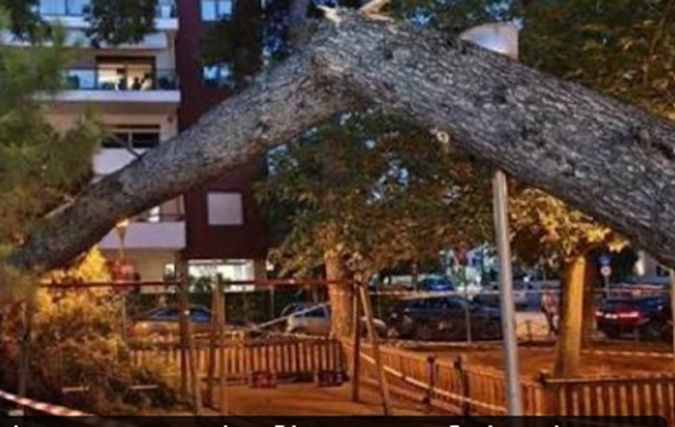 Εισαγγελική έρευνα για την πτώση δέντρου σε πάρκο στην Καλαμαριά