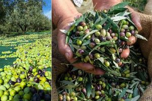 Παράταση της έναρξης υποχρέωσης υποβολής δηλώσεων συγκομιδής ελαιοκάρπου