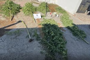 Πέλλα: Χειροπέδες σε 36χρονο για καλλιέργεια κάνναβης