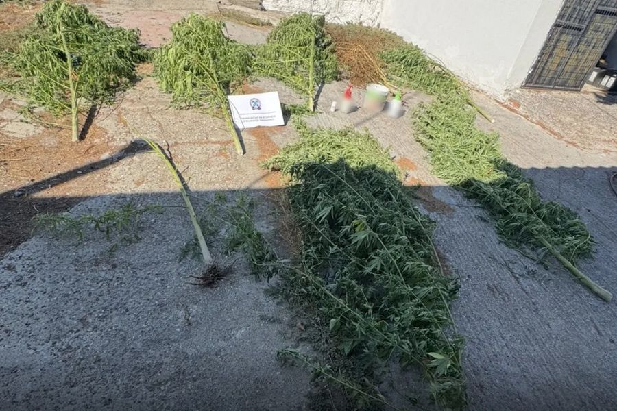 Πέλλα: Χειροπέδες σε 36χρονο για καλλιέργεια κάνναβης