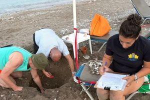 Ρόδος: 79 χελωνάκια Caretta caretta βγήκαν μέσα από φωλιά στα Κολύμπια