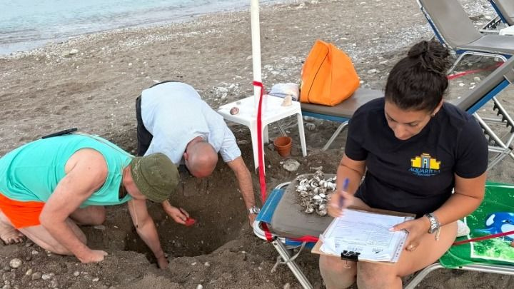 Ρόδος: 79 χελωνάκια Caretta caretta βγήκαν μέσα από φωλιά στα Κολύμπια