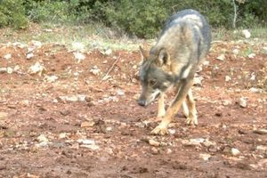 Λύκοι και τσακάλια στις παρυφές των πόλεων – Τι τα φέρνει κοντά και τι πρέπει να κάνουν οι πολίτες