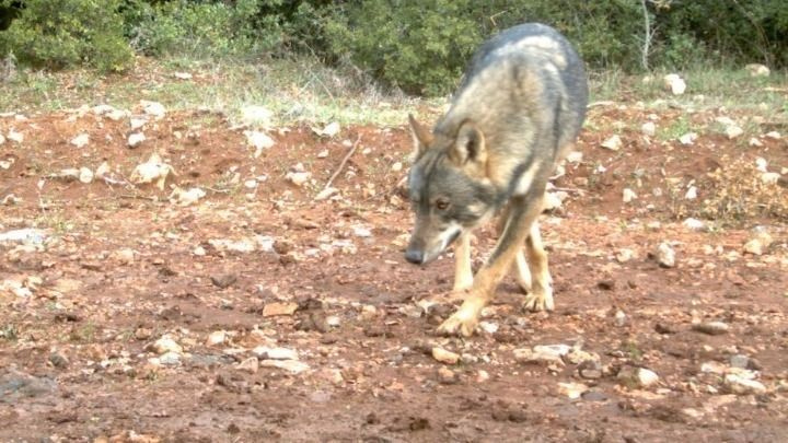 Λύκοι και τσακάλια στις παρυφές των πόλεων – Τι τα φέρνει κοντά και τι πρέπει να κάνουν οι πολίτες