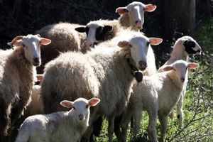 Πάνω από 200.000 εργαστηριακές εξετάσεις για ζωονόσους το 2026