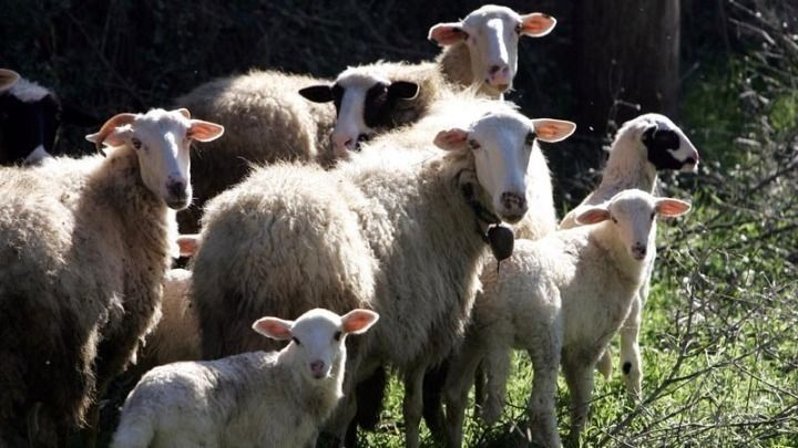Πάνω από 200.000 εργαστηριακές εξετάσεις για ζωονόσους το 2026