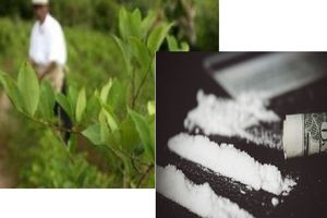 Οι καλλιέργειες κόκας μεγεθύνθηκαν κατά 7% το 2025 στη Βολιβία