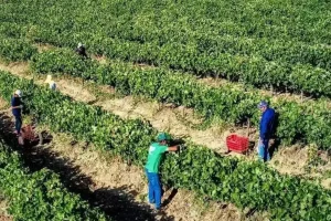 ΕΛΓΑ: Προκαταβολή 5 εκατ. ευρώ σε παραγωγούς για τις πυρκαγιές του 2024