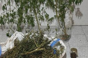 Σε βάζο με ελαιόλαδο ήταν κρυμμένο το χασίς – Εντοπίστηκαν δενδρύλια κάνναβης σε σπίτι 68χρονου (pics)