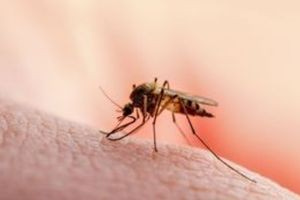 Δωρεάν rapid test για τον ιό του Δυτικού Νείλου από τον δήμο Βάρης-Βούλας-Βουλιαγμένης