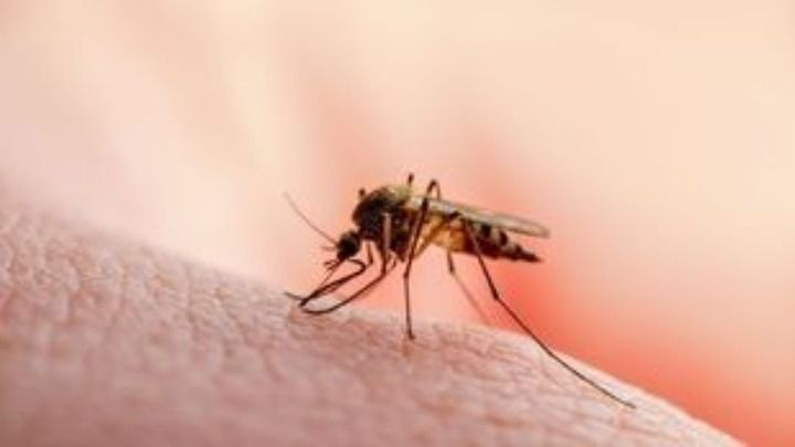 Δωρεάν rapid test για τον ιό του Δυτικού Νείλου από τον δήμο Βάρης-Βούλας-Βουλιαγμένης