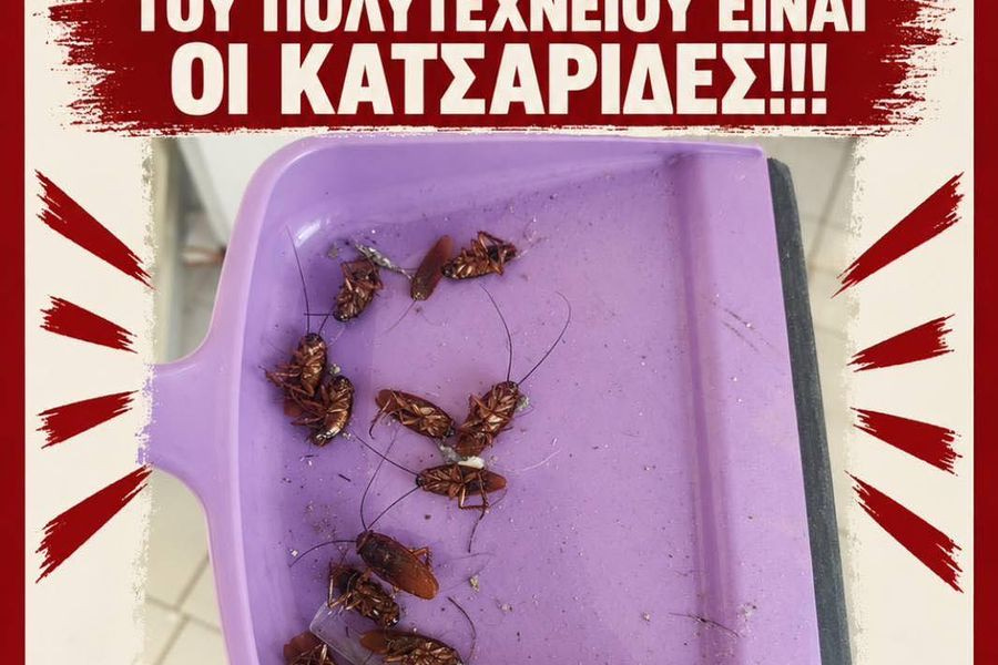 “Συγκάτοικοι” με τις κατσαρίδες οι φοιτητές του Πολυτεχνείου Κρήτης (βίντεο)