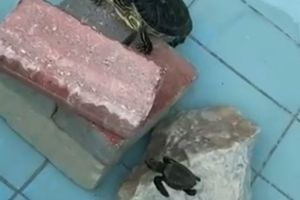 Νεογέννητα θαλάσσια χελωνάκια σε… δεξαμενή εστιατορίου στον Πλατανιά!!! (βίντεο)