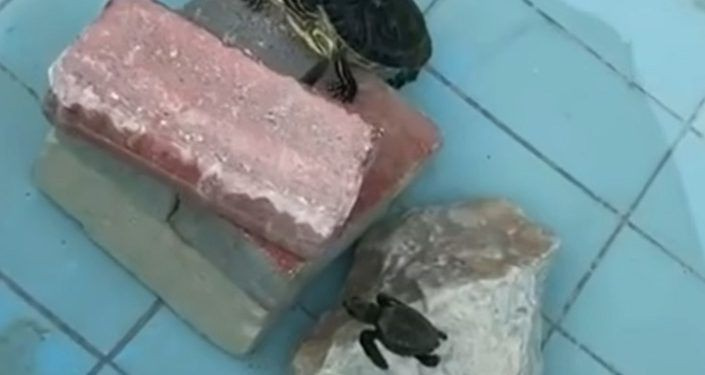 Νεογέννητα θαλάσσια χελωνάκια σε… δεξαμενή εστιατορίου στον Πλατανιά!!! (βίντεο)