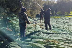Κρητικό ελαιόλαδο: “Πέφτει” φέτος η τιμή κι επιστρέφουν οι “δανεικοί”… για το ράβδισμα – Ασύμφορη εκτίμηση για 3,5 ευρώ το κιλό και 4 ευρώ για κόστος παραγωγής!