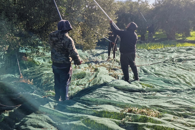 Κρητικό ελαιόλαδο: “Πέφτει” φέτος η τιμή κι επιστρέφουν οι “δανεικοί”… για το ράβδισμα – Ασύμφορη εκτίμηση για 3,5 ευρώ το κιλό και 4 ευρώ για κόστος παραγωγής!
