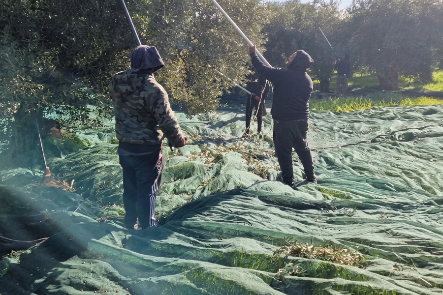 Κρητικό ελαιόλαδο: “Πέφτει” φέτος η τιμή κι επιστρέφουν οι “δανεικοί”… για το ράβδισμα – Ασύμφορη εκτίμηση για 3,5 ευρώ το κιλό και 4 ευρώ για κόστος παραγωγής!
