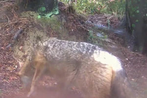 Χαλκιδική: Επίθεση από τσακάλι δέχτηκε μικρό παιδί