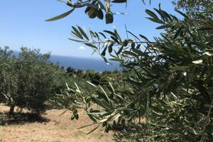 ΟΕΦ: Η Κυβέρνηση αφήνει τους ελαιοπαραγωγούς χωρίς τα χρήματα που δικαιούνται