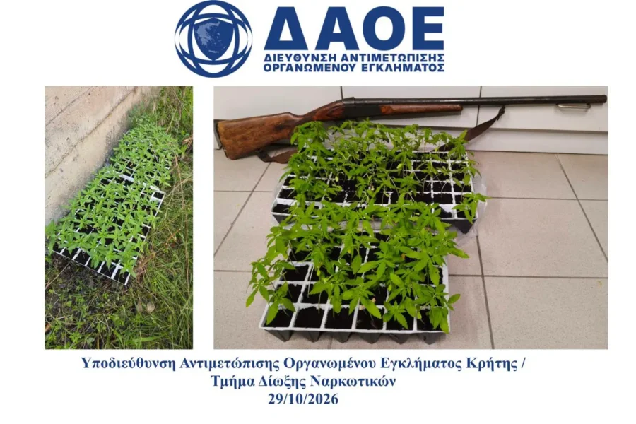 Ηράκλειο: Συνελήφθησαν δύο άτομα για καλλιέργεια δενδρυλλίων κάνναβης
