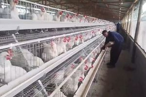Το τέλος της φυλής Ross 308 στη Δανία: Τι είναι τα κοτόπουλα – πύραυλοι που μεγαλώνουν σε 33 ημέρες