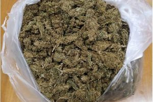 Βρήκε σακούλα με πάνω από ένα κιλό κάνναβης στο δάσος