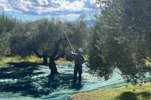 Χρονιά βεντέμας για το Κρητικό ελαιόλαδο και αγωνία για τις τιμές