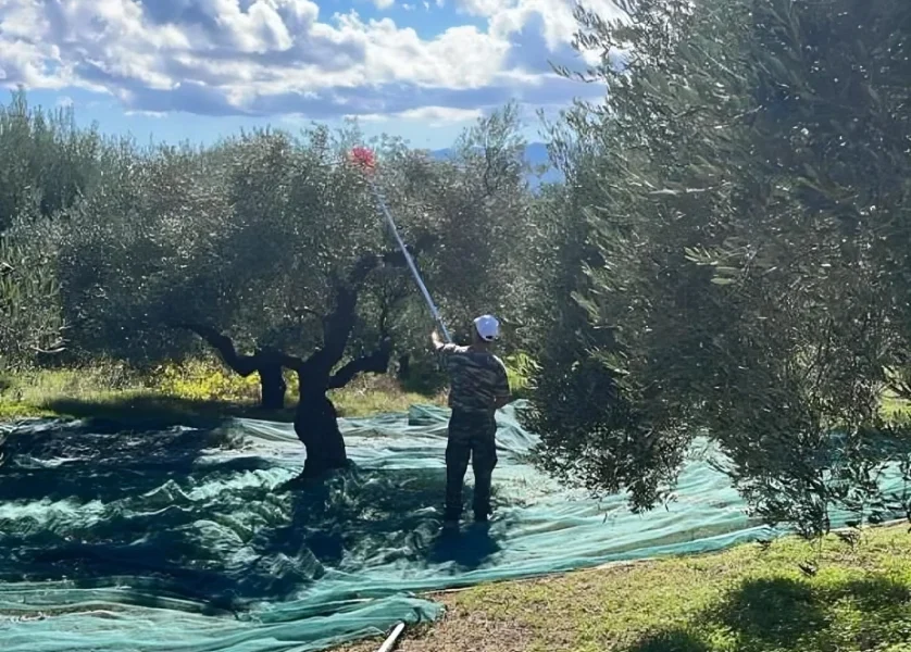 Χρονιά βεντέμας για το Κρητικό ελαιόλαδο και αγωνία για τις τιμές
