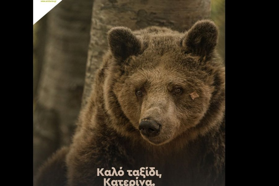 «Αρκτούρος»: Πέθανε σε ηλικία 39 ετών η ατίθαση αρκούδα Κατερίνα – Έζησε 3 δεκαετίες στο καταφύγιο