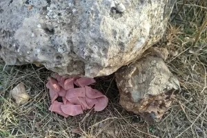 Μεσαρά: Πέταξαν φόλες με ζαμπόν μέσα στο Καταφύγιο Άγριας Ζωής – Μύριζαν φυτοφάρμακο