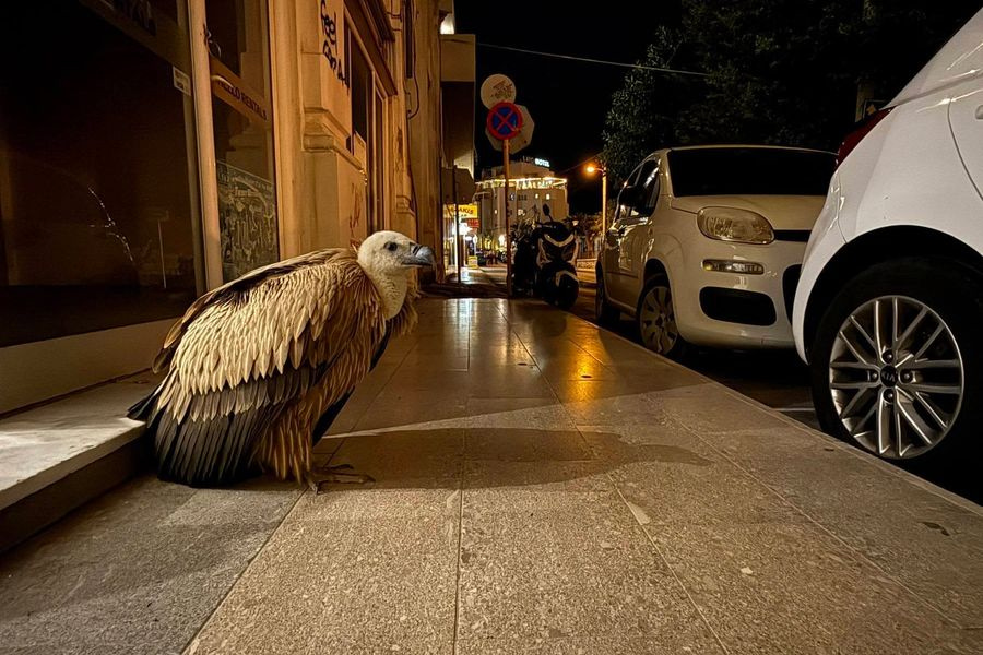 Ένας γύπας «εισέβαλε» σε μάθημα φωτογραφίας στο Ηράκλειο