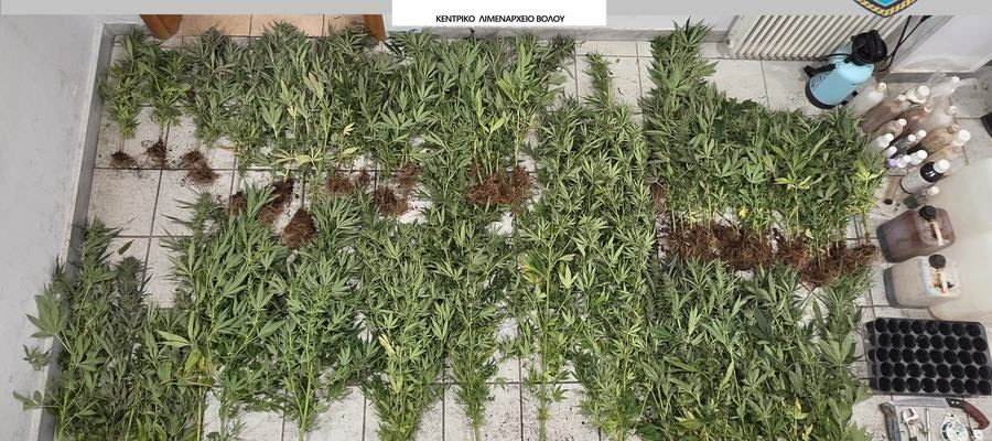 Εντοπίστηκαν 79 δενδρύλλια κάνναβης σε ορεινή περιοχή της Μακρινίτσας Πηλίου