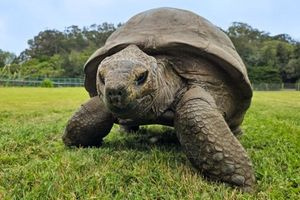 Τυφλός, 200 κιλά και… 192 ετών: Τα μυστικά μακροζωίας του διάσημου Τζόναθαν