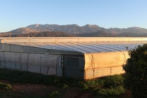 Θερμοκήπια: «Έκρηξη» επενδυτικού ενδιαφέροντος με σχέδια 477 εκατ. ευρώ – Πρώτη η Κρήτη