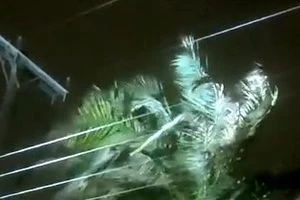 Φοίνικας ακούμπησε σε καλώδια και προκάλεσε σπινθήρες στο Ηράκλειο (vid)