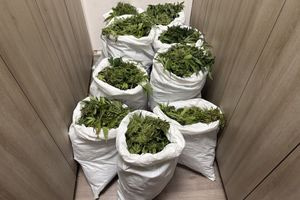 Στη φυλακή οι τέσσερις για τα 71 δενδρύλλια και τα 36 κιλά κάνναβης στον Μυλοπόταμο