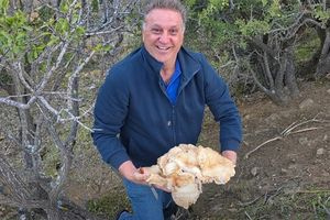 Μανιτάρι-γίγας 4 κιλών στη Μεσαρά – Η πρώτη εξόρμηση έκρυβε μια απίστευτη έκπληξη!