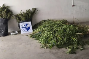 Πάνω από 17 κιλά ναρκωτικών ξετρύπωσε ο αστυνομικός σκύλος Roxy στις Σέρρες, μία σύλληψη