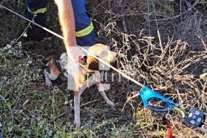 Κυνηγός καλεί… ΕΜΑΚ! «Σώστε το σκύλο μου – Έπεσε σε πηγάδι 10 μέτρων»