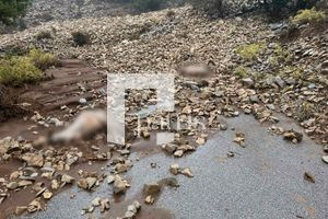 Κακοκαιρία στον Μυλοπόταμο: Εικόνες καταστροφής στα Ζωνιανά – Μεγάλες απώλειες στο ζωικό κεφάλαιο (pics)